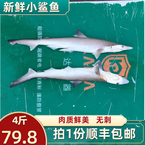 肉质鲜美小鲨鱼无刺新鲜海鱼捕捞