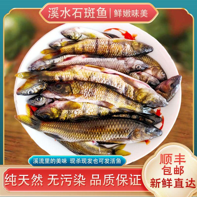 安徽特产石斑鱼鲜活现杀