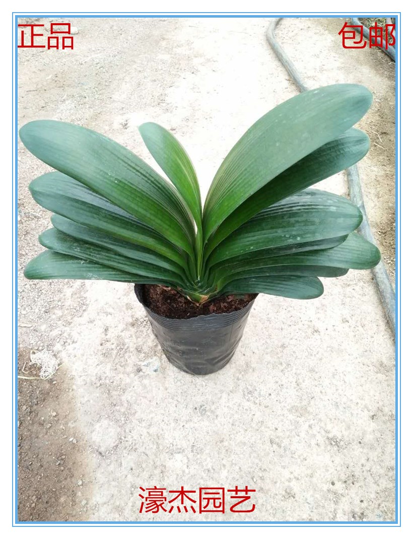 绿植高档四季常青当年开花君子兰