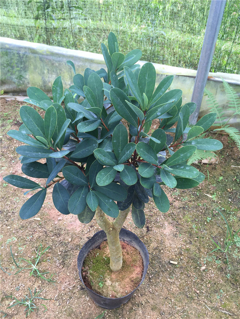 名贵茶花四季杜鹃茶四季开花盆栽小苗室内庭院阳台绿植花卉包邮