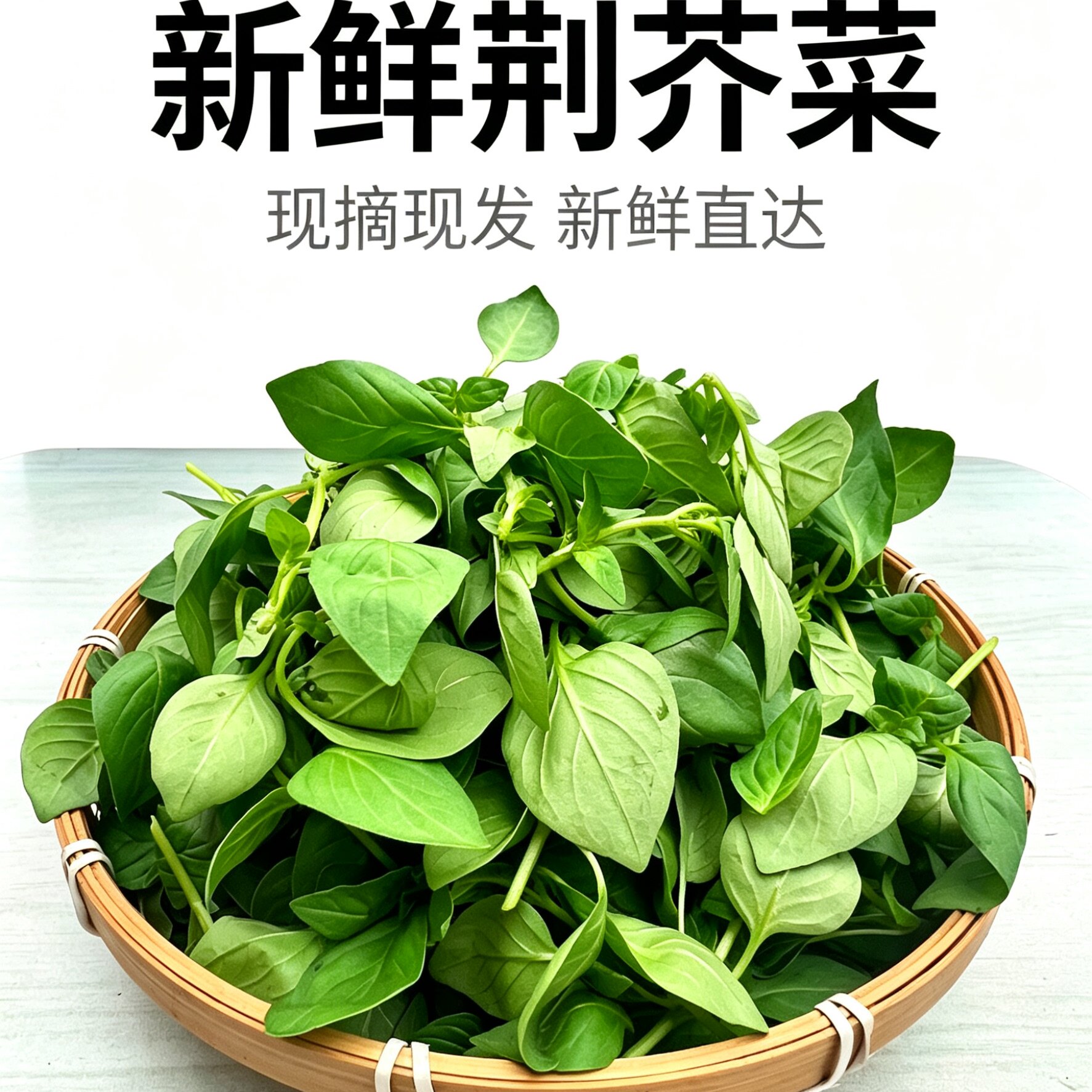安徽阜阳大叶荆芥菜新鲜现摘