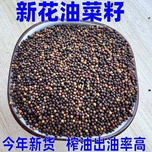 安徽农家自种新花油菜籽家庭榨油用原料种子散装鸟类新货粮食菜籽