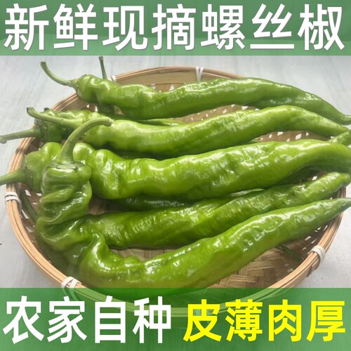 阜阳农家现摘皮薄肉厚螺丝椒
