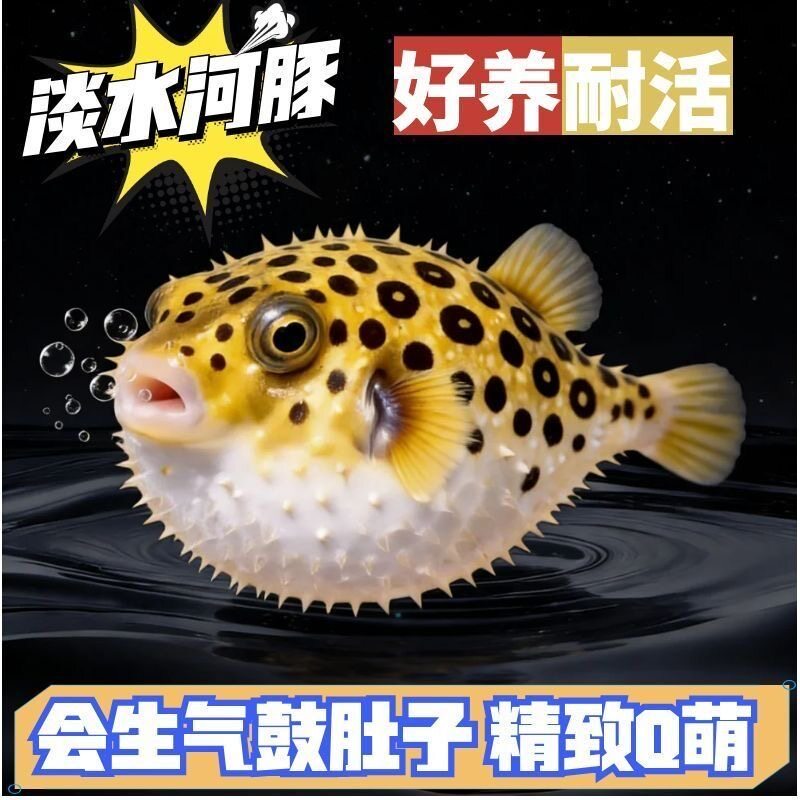 淡水金娃娃潜水艇河豚观赏鱼可爱呆萌会生气鼓肚子新手耐养热带鱼