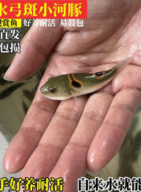 淡水金娃娃河豚狗头小海豚无毒
