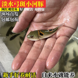 弓斑淡水金娃娃河豚狗头小海豚河豚鱼潜水艇超大巧克力无毒宠物