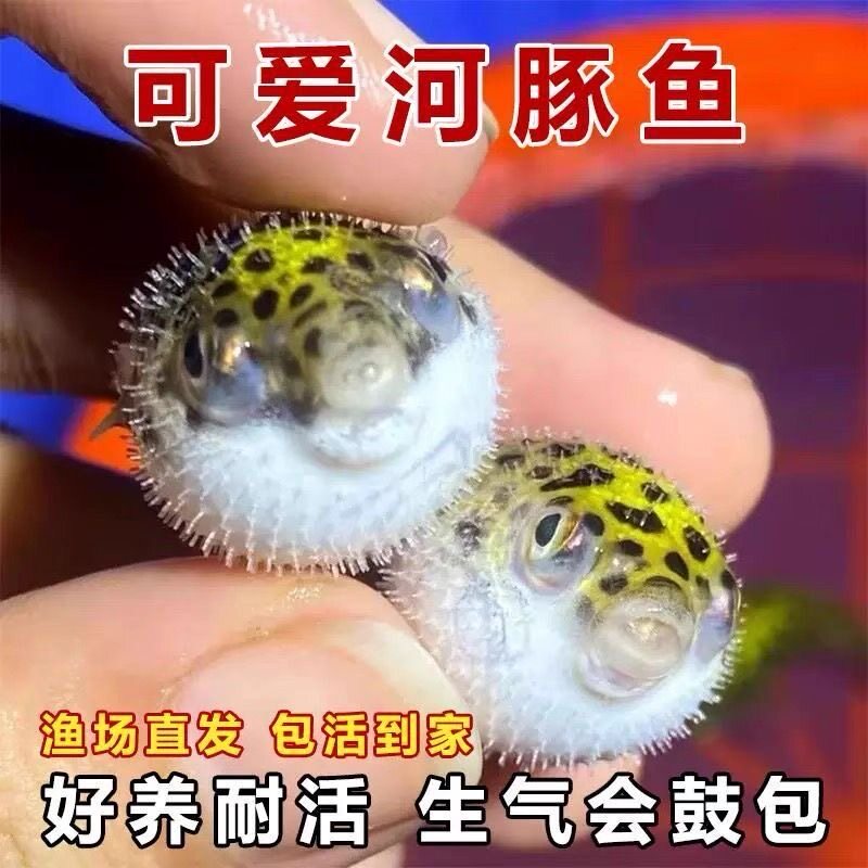 淡水小河豚金娃娃巧克力潜水艇观赏鱼会生气鼓肚子热带新手耐养
