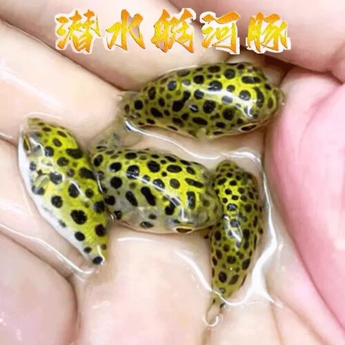淡水小河豚金娃娃潜水艇巧克力斑马狗头会生气鼓气宠物观赏鱼新手