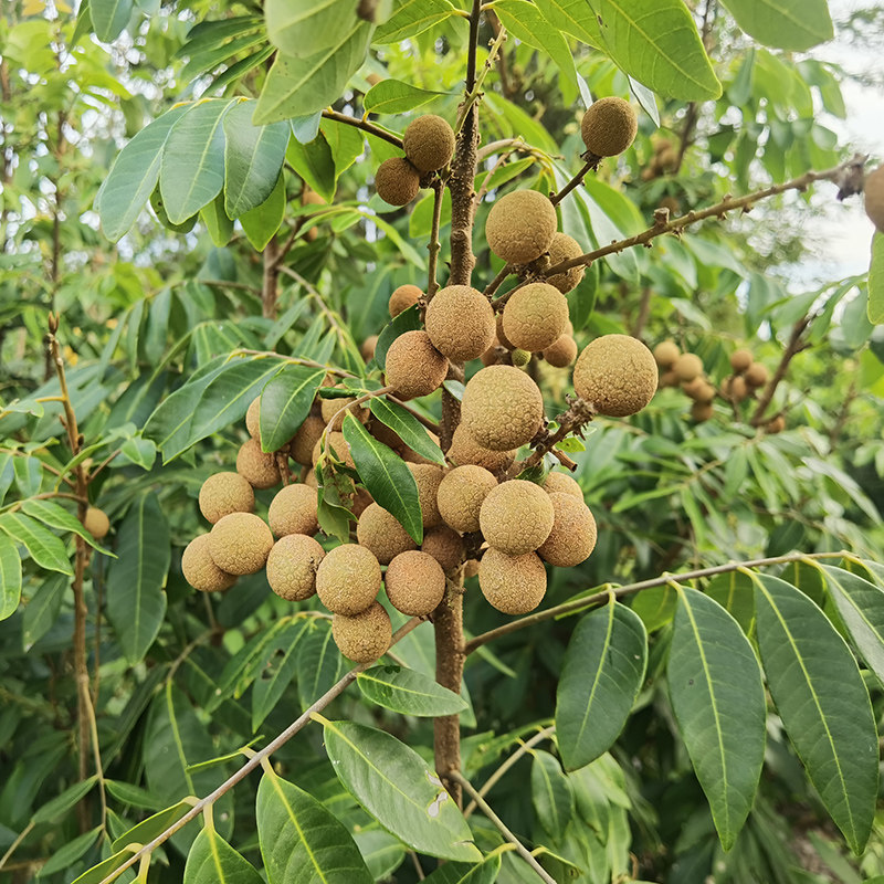 四季蜜龙眼树苗 石硖 储良 红皮龙眼带叶带土真苗