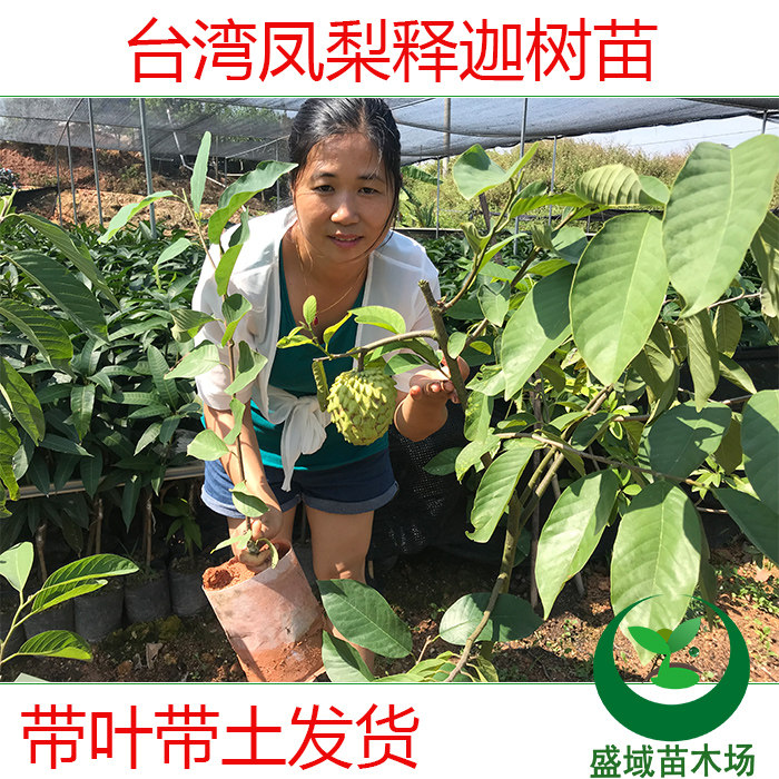 台湾凤梨释迦番荔枝蜜佛头果佛陀果树苗嫁接木苗地栽盆栽带土真苗