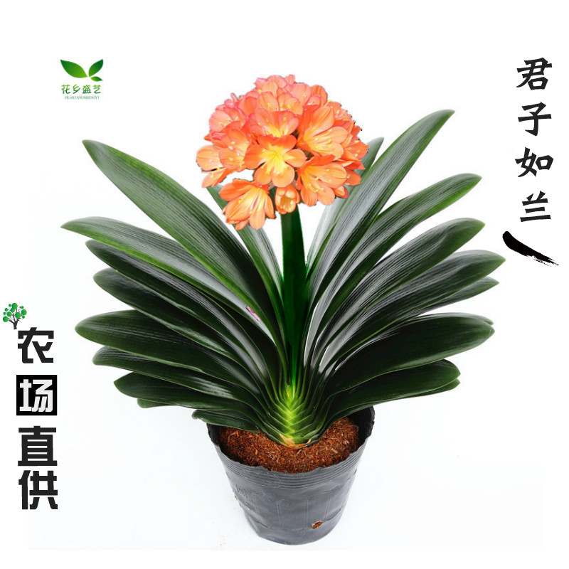 君子兰盆栽精品圆头宽短叶彩兰五年大苗当年开花好养室内花卉绿植