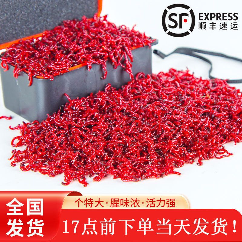 红虫活饵公虫拉饵饵料鱼饵窝料