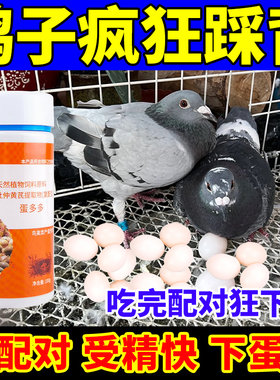 鸽子专用下蛋产蛋饲料增蛋宝