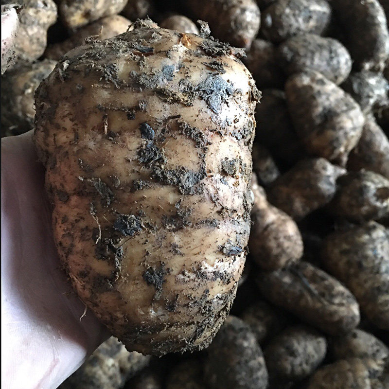 天麻仿野生云南昭通小草坝现挖新鲜非干货密环滋补特级食用湿乌天