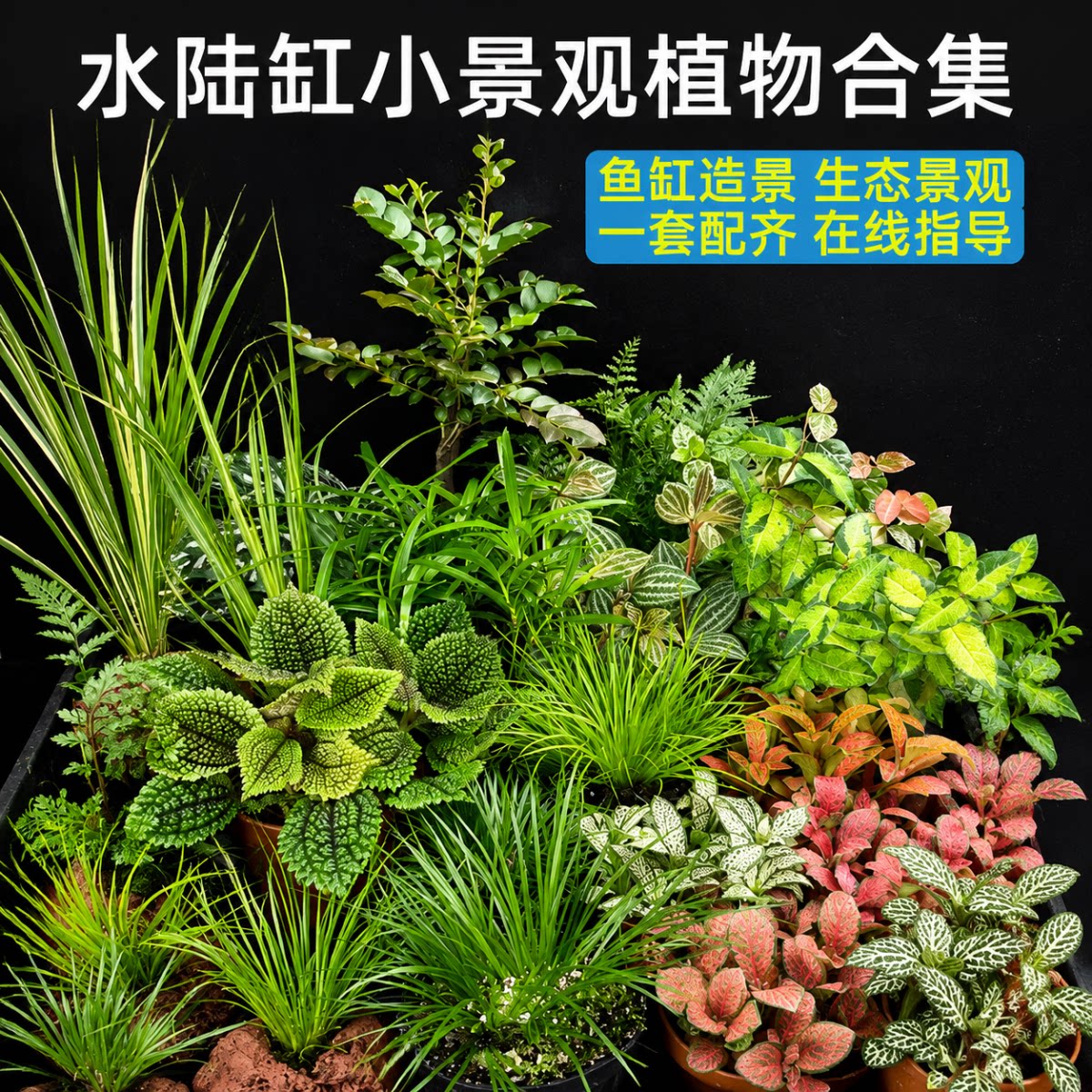附石菖蒲根火山石小苗水培养龟净水草