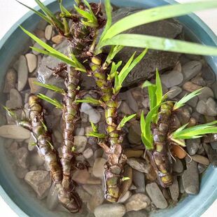 水菖蒲龙根水培盆栽室内植物四季常青庭院龟缸造景好养石菖蒲