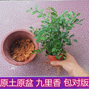 开花绿植九里香七里香室内桌摆绿植小盆栽四季 常青小叶赤楠喜水