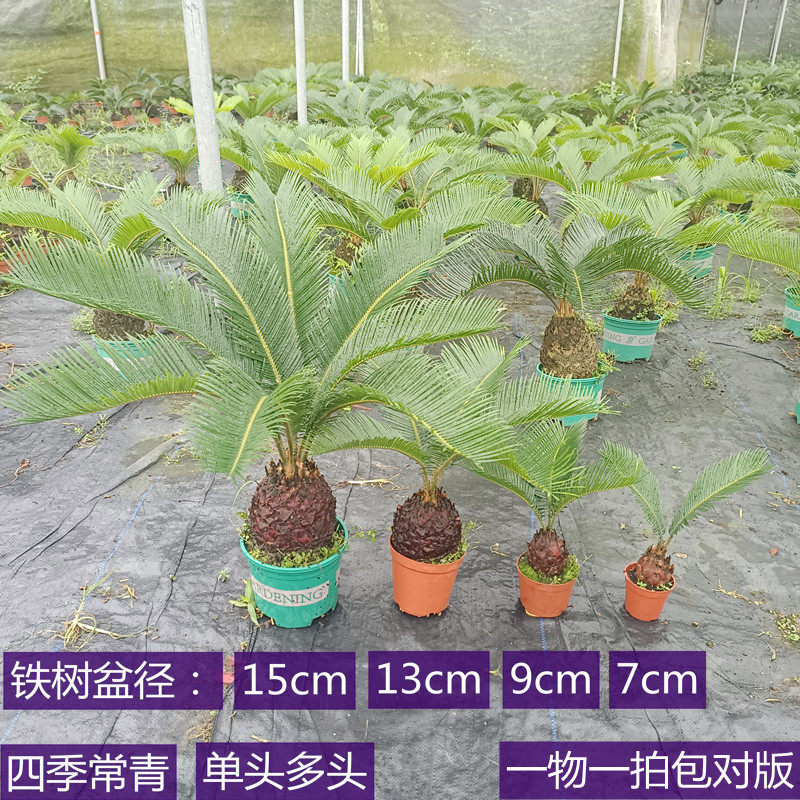 红头苏铁老桩耐旱耐寒好养四季常青铁树绿植盆栽客厅办公室绿植