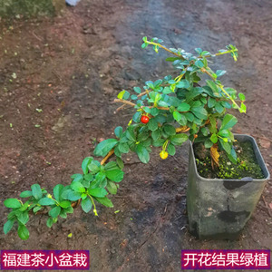 福建茶小盆栽阳台窗台开花结果