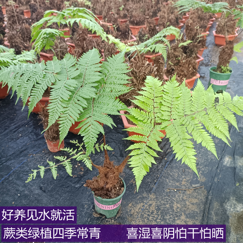 蕨类绿植鳞毛蕨红鳞蕨绿植办公室紫琪蕨蕨类盆栽禅意喜阴湿怕晒