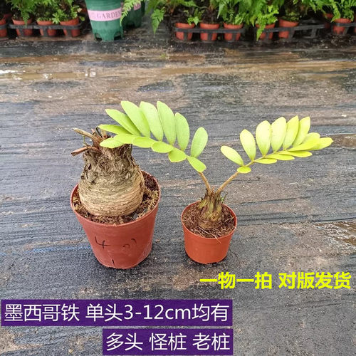 铁树办公室四季常青新品绿植