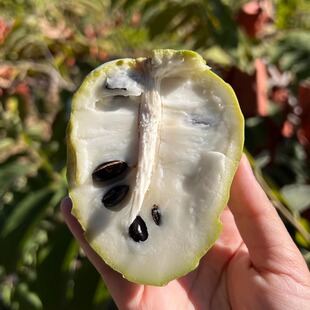 云南元江凤梨牛奶释迦果水果冰激凌果园现采现发