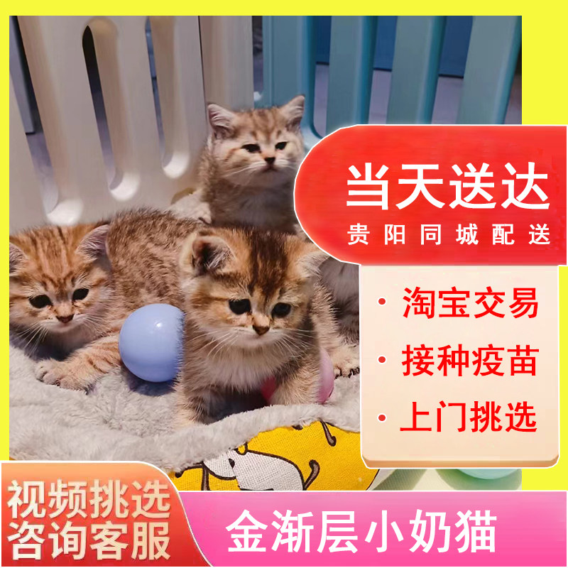 金渐层幼猫英国短毛猫金虎斑领养幼崽小奶猫金色猫幼猫活体宠物猫