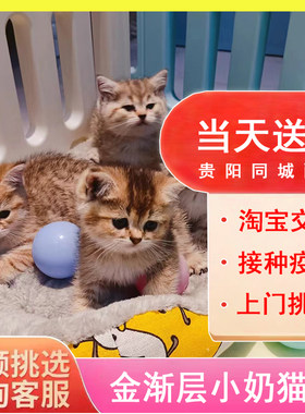 金渐层幼猫英国短毛猫金虎斑领养幼崽小奶猫金色猫幼猫活体宠物猫
