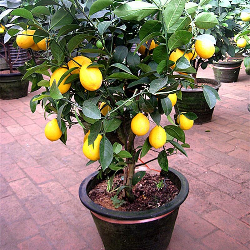 柠檬树苗带果柠檬苗绿植盆栽室内阳台庭院植物四季结果香水柠檬树