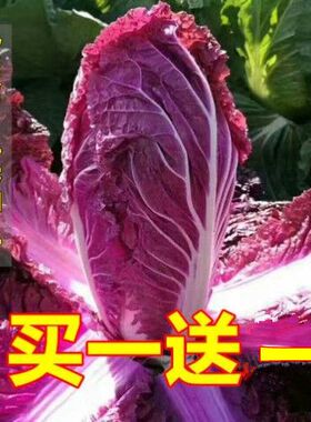 营养紫白菜种子里外紫色大白菜四季播种庭院田地农科院有机蔬菜籽