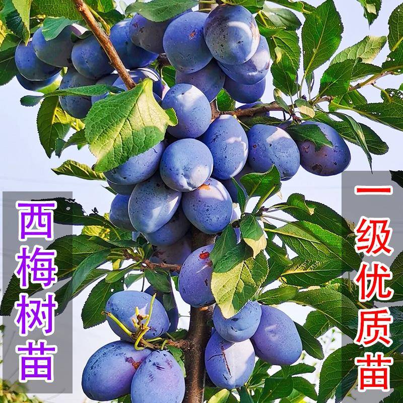 超甜西梅苗李子树苗大果南方北方种植李子树苗盆栽地栽嫁接果树苗