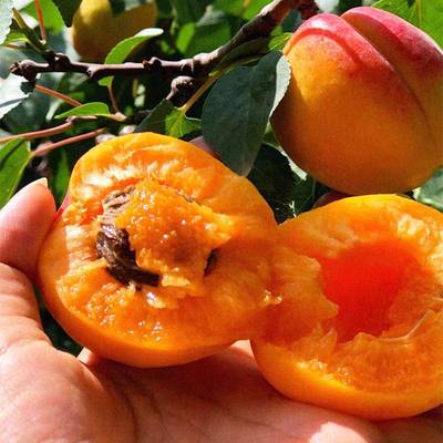 新品种荷兰香蜜杏树果苗大果巨蜜王杏子苗嫁接苗大树杏树活苗果苗