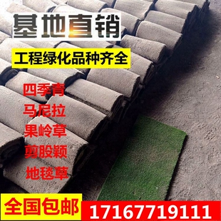 草坪真草带泥土真草皮草坪四季青果岭草庭院别墅小区公园带土包邮