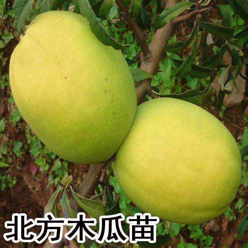 北方木瓜树苗天香光皮蒙山泡酒木瓜果树苗盆栽庭院树苗宣木瓜果苗