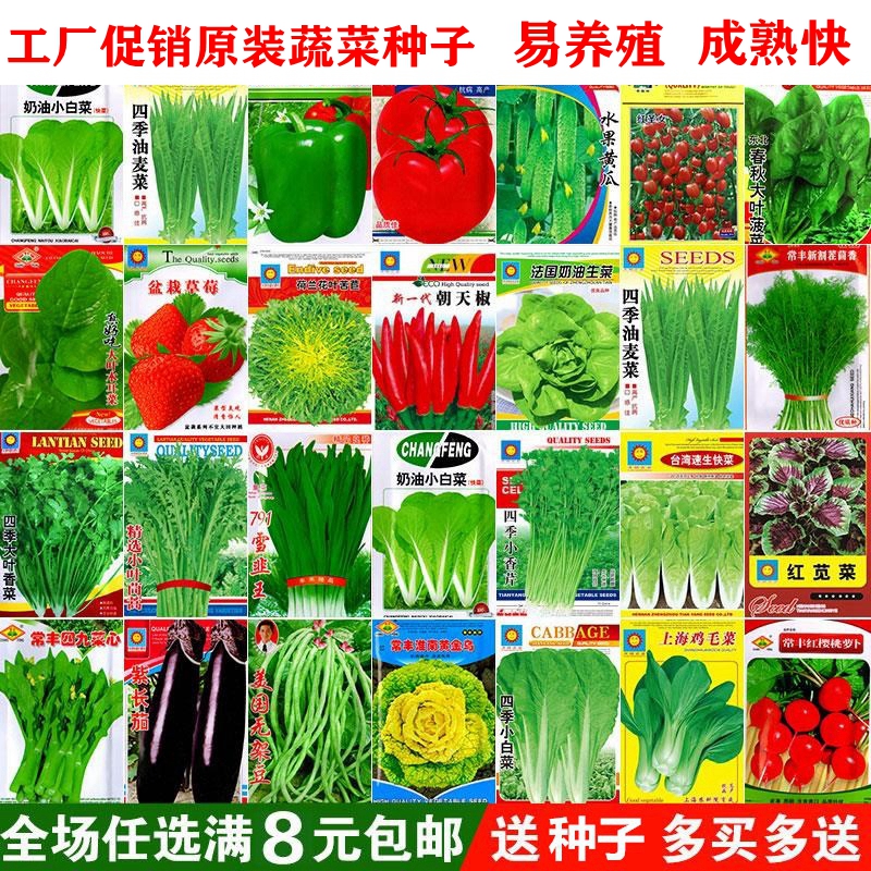 菜种籽蔬菜种子四季小香葱种韭菜大全小白菜生菜菠菜青菜香菜籽孑