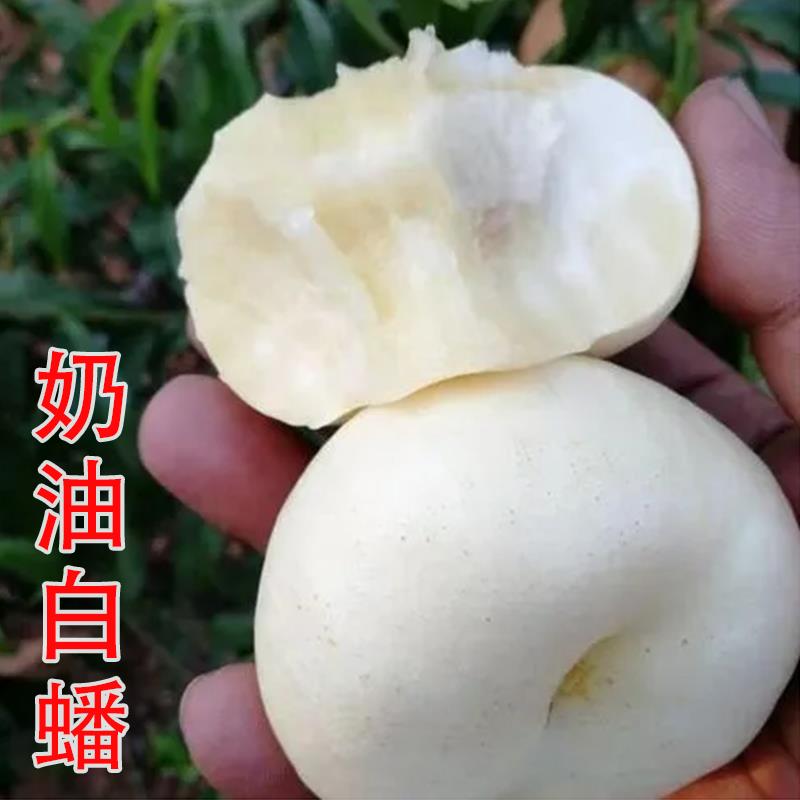 嫁接新品种早熟桃树苗特大奶油白蟠桃树苗南北方种植当年结果树苗
