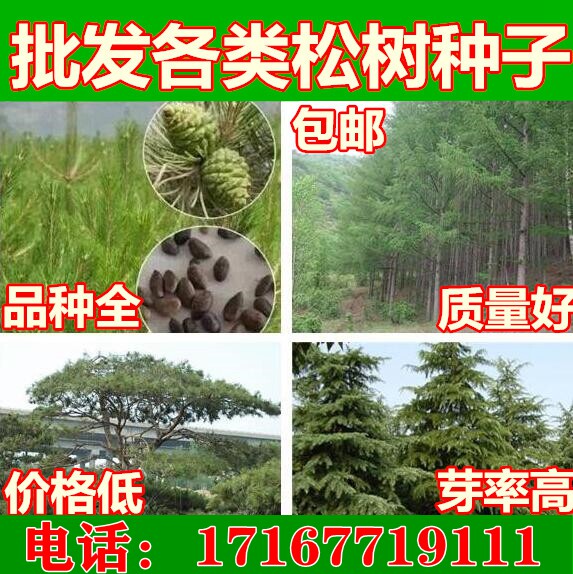 松树种子罗汉松马尾松/黑松/白皮松/华山松/油松/湿地松/雪松种子