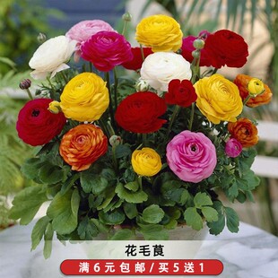 花毛茛种子陆莲花洋牡丹芹菜花种籽多年生花坛阳台盆栽春秋季播种