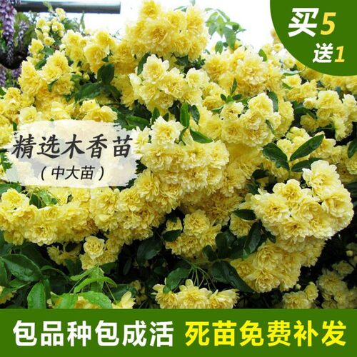 木香花苗盆栽爬藤植物四季浓香七里香庭院阳台室内花卉黄木香花