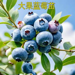 大果蓝莓树果苗盆栽地栽耐寒蓝莓苗南北方种植奥尼尔兔眼果树果苗