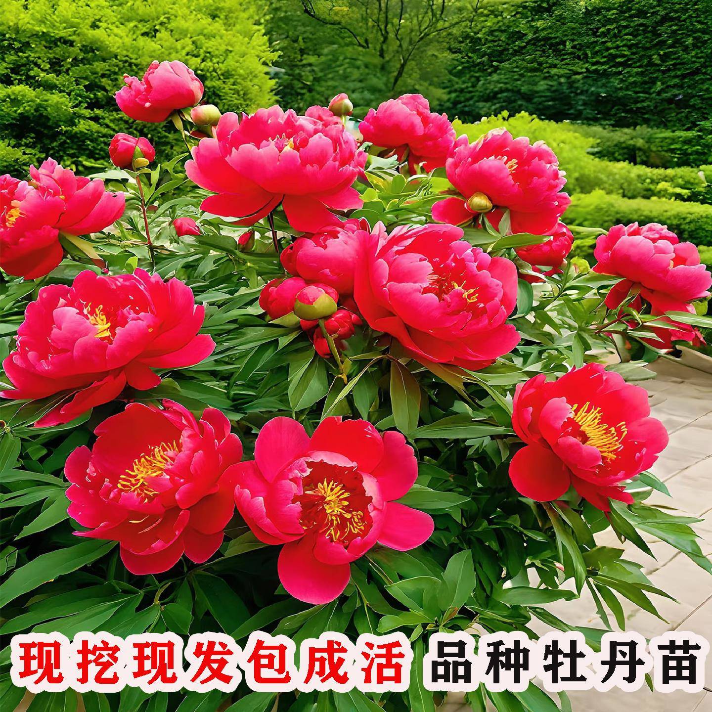 大颗丛生重瓣耐寒牡丹花苗盆栽庭院地栽牡丹花树苗南方北方种植