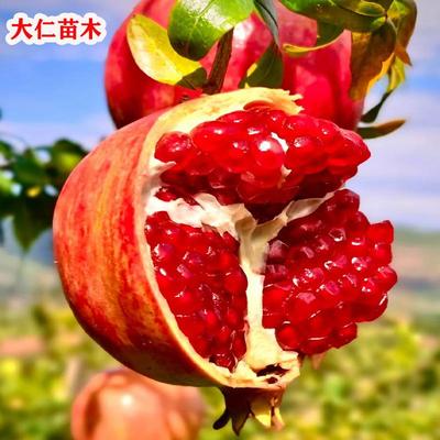 嫁接矮化石榴树树苗特大突尼斯蒙自软籽石榴树苗盆栽地栽庭院种植