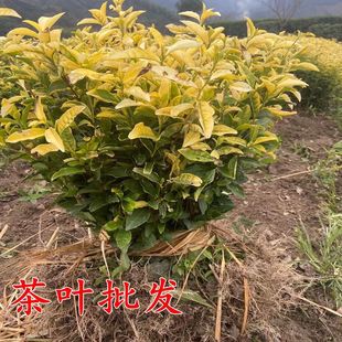 茶叶苗安吉白茶黄金芽茶苗普洱茶龙井碧螺春南方种植四季茶叶树苗
