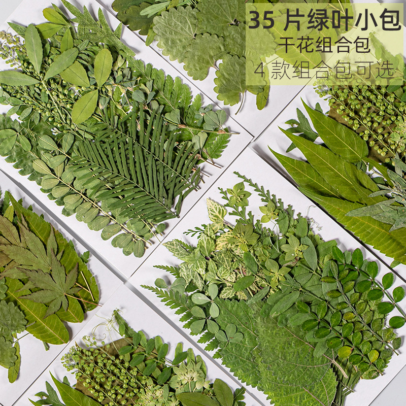 植物标本制作工具幼儿园手工贴画真树叶子干花diy材料压花装饰画图片