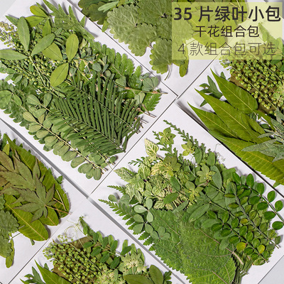 植物标本制作工具幼儿园手工贴画真树叶子干花diy材料压花装饰画