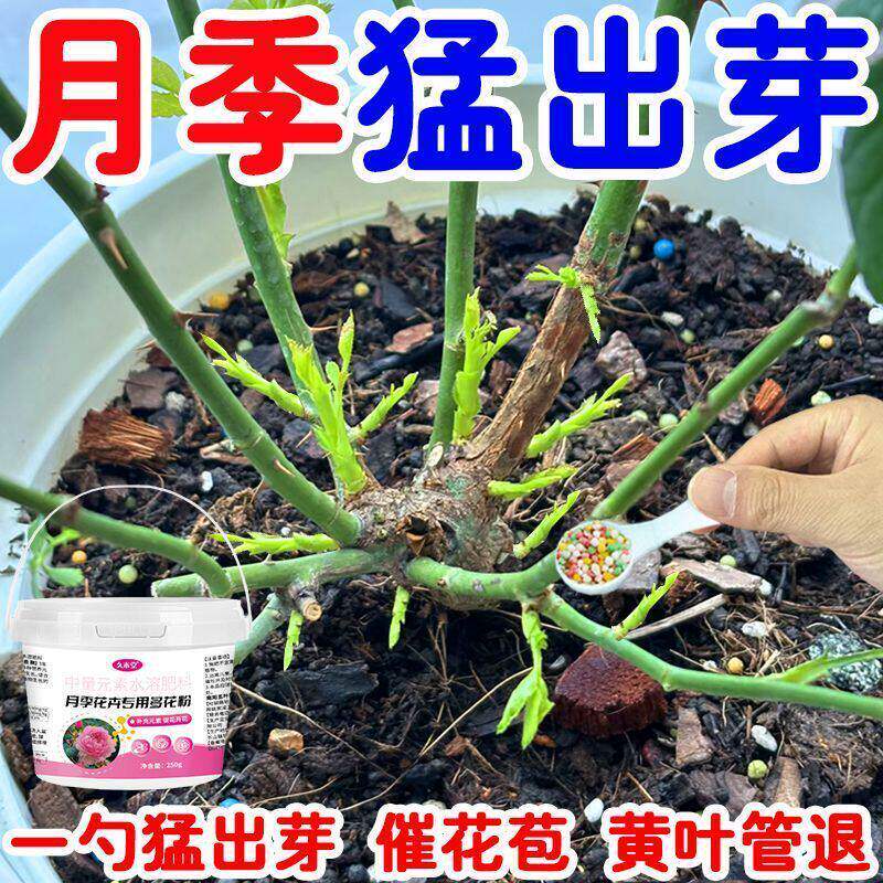 月季花专用多花粉月季花专用肥营养液月季催芽爆芽防黄叶枯萎家用