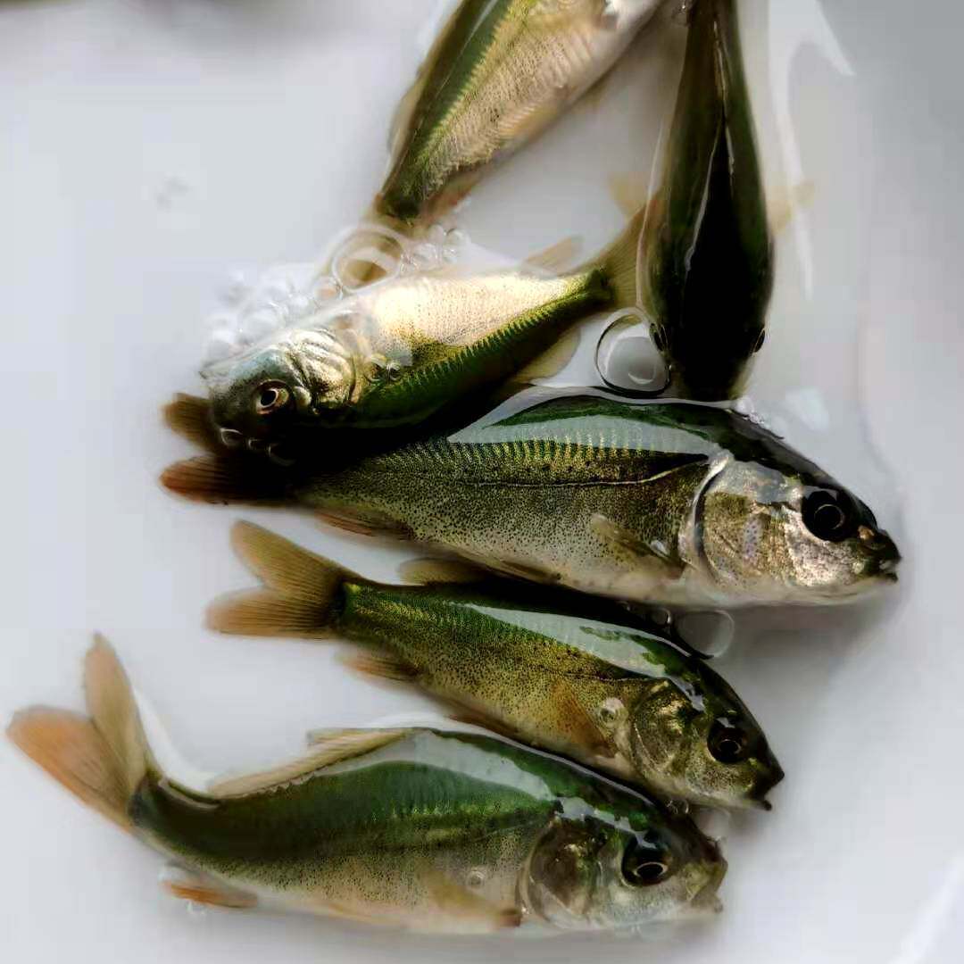 裸鲤鱼苗裸斑鱼无甲鲤鱼活体鱼苗淡水养殖食用鱼好养耐活鱼小鱼苗