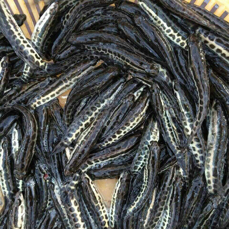 黑鱼苗活体乌鱼苗鱼缸观赏生鱼苗财鱼苗杂交小黑鱼塘养殖淡水鱼苗