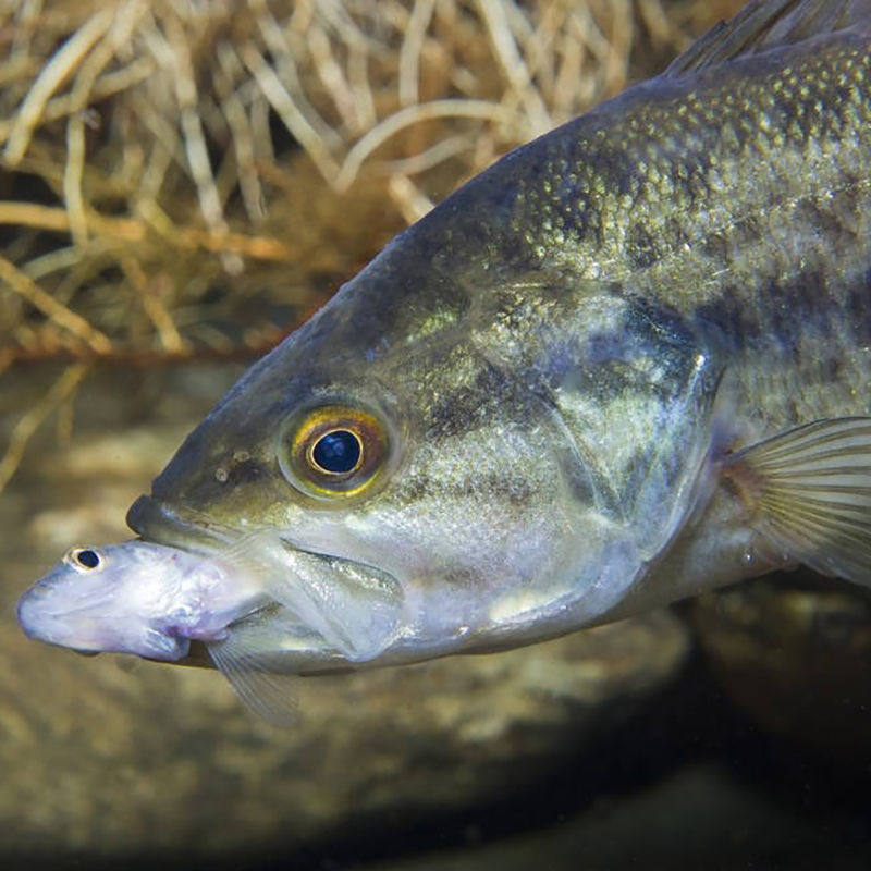 优质加州鲈鱼苗淡水鲈鱼苗大口黑鲈宝石七星鲈鱼苗路亚鱼养殖