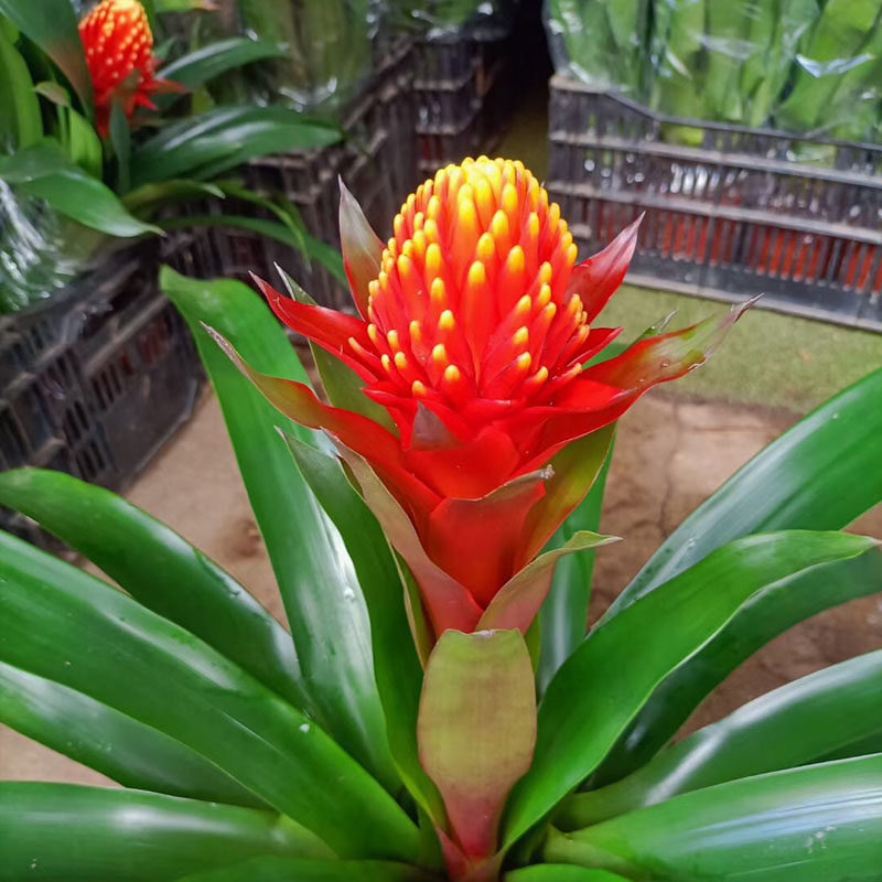 鸿运当头盆栽室内客厅花卉植物办公室绿植凤梨盆栽年宵红花好养活